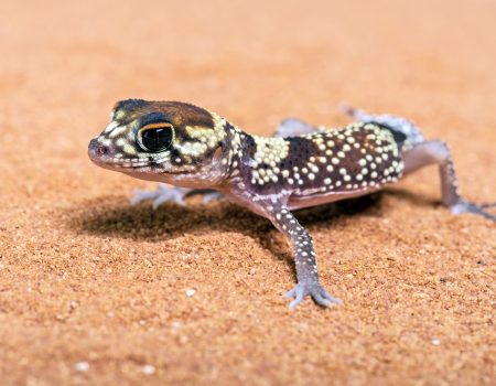 Australian Barking Gecko